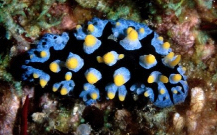  Phyllidia varicosa (Sea Slug)